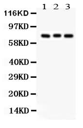 Anti-Apg7/ATG7 Antibody Picoband® Boster Bio