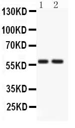 Anti-ATG14L Antibody Picoband® Boster Bio