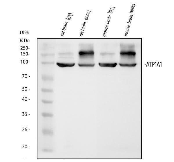 Anti-alpha 1 Sodium Potassium ATPase/ATP1A1 Antibody Picoband® Boster Bio