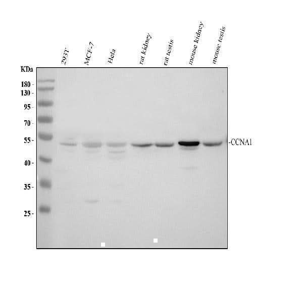 Anti-Cyclin A1/CCNA1 Antibody Picoband® Boster Bio