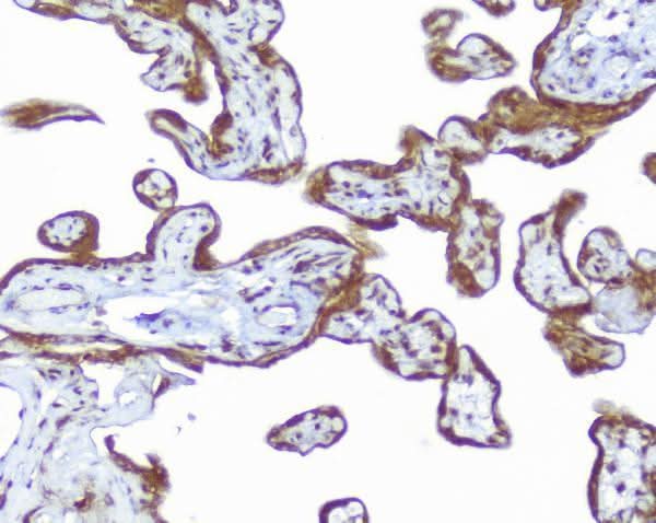 Anti-CD46 Antibody Picoband® Boster Bio