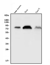 Anti-CD55 Antibody Picoband® Boster Bio