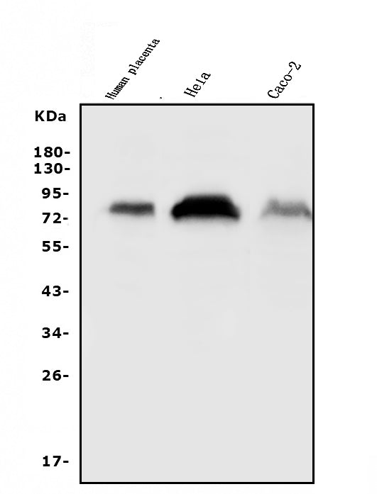 Anti-CD55 Antibody Picoband® Boster Bio