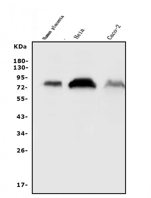 Anti-CD55 Antibody Picoband® Boster Bio