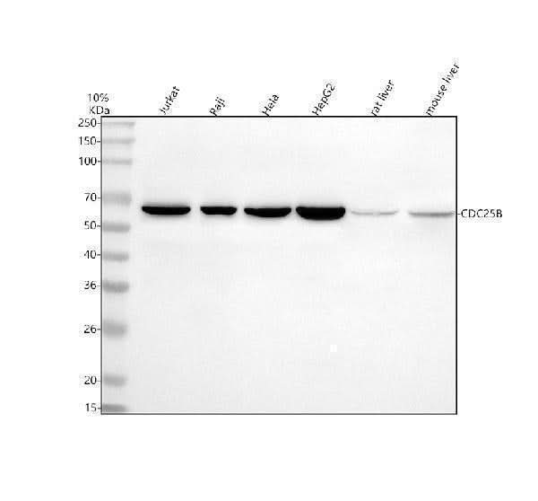 Anti-Cdc25B Antibody Picoband® Boster Bio