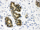 Anti-JAB1/COPS5 Antibody Picoband® Boster Bio