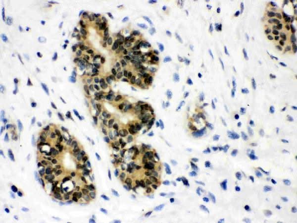 Anti-JAB1/COPS5 Antibody Picoband® Boster Bio