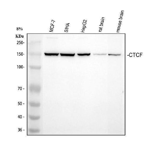 Anti-CTCF Antibody Picoband® Boster Bio