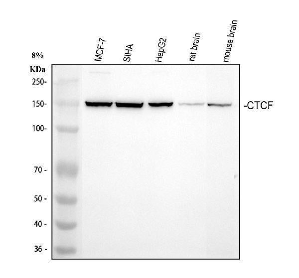 Anti-CTCF Antibody Picoband® Boster Bio