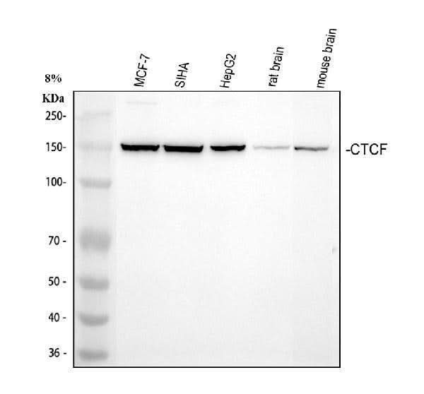 Anti-CTCF Antibody Picoband® Boster Bio