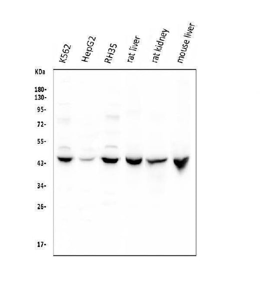 Anti-Cystathionase/CTH Antibody Picoband® Boster Bio