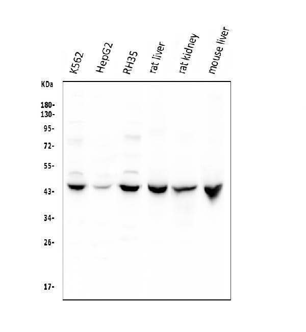 Anti-Cystathionase/CTH Antibody Picoband® Boster Bio
