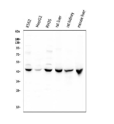 Anti-Cystathionase/CTH Antibody Picoband® Boster Bio