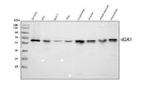 Anti-ICA1 Antibody Picoband® Boster Bio