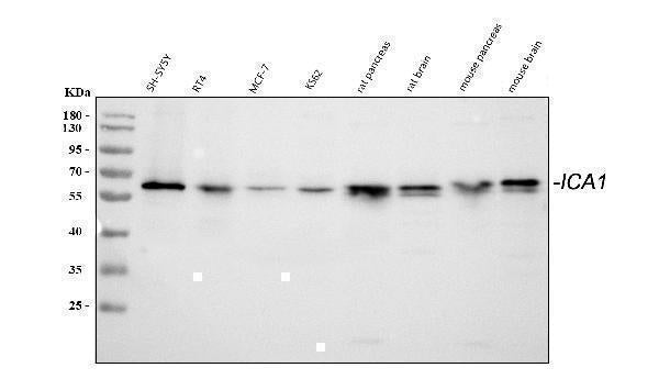 Anti-ICA1 Antibody Picoband® Boster Bio