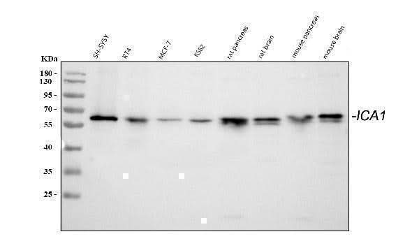 Anti-ICA1 Antibody Picoband® Boster Bio