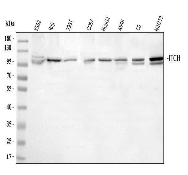 Anti-ITCH/AIP4 Antibody Picoband® Boster Bio