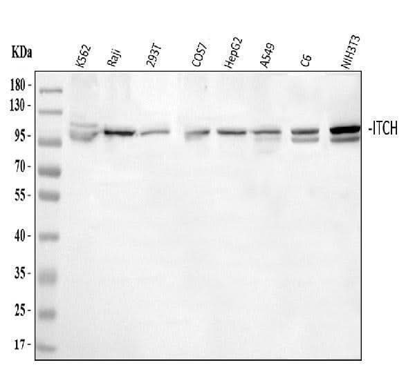 Anti-ITCH/AIP4 Antibody Picoband® Boster Bio
