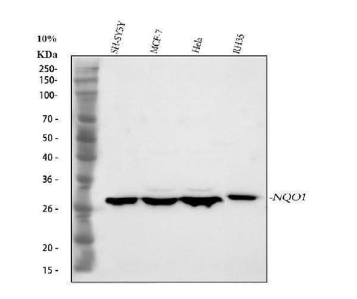 Anti-NQO1 Antibody Picoband® Boster Bio