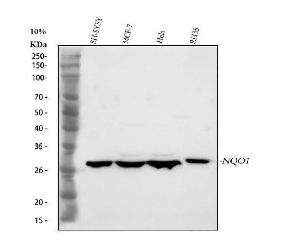 Anti-NQO1 Antibody Picoband® Boster Bio