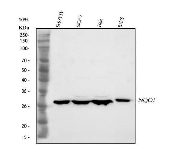 Anti-NQO1 Antibody Picoband® Boster Bio
