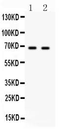 Anti-PLK1 Antibody Picoband® Boster Bio