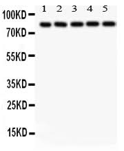 Anti-SOX5 Antibody Picoband® Boster Bio