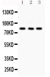 Anti-SP3 Antibody Picoband® Boster Bio