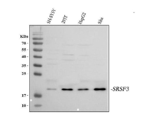 Anti-SFRS3/SRSF3 Antibody Picoband® Boster Bio