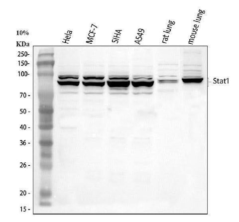 Anti-STAT1 Antibody Picoband® Boster Bio