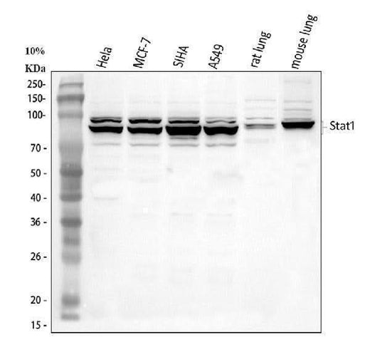Anti-STAT1 Antibody Picoband® Boster Bio