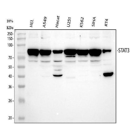 Anti-STAT3 Antibody Picoband® Boster Bio