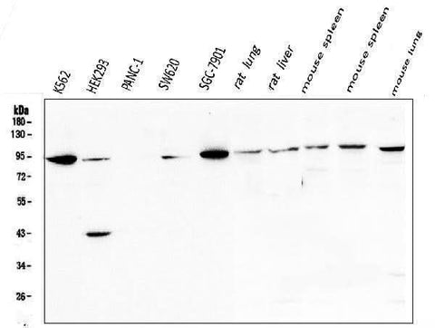 Anti-STAT5b Antibody Picoband® Boster Bio