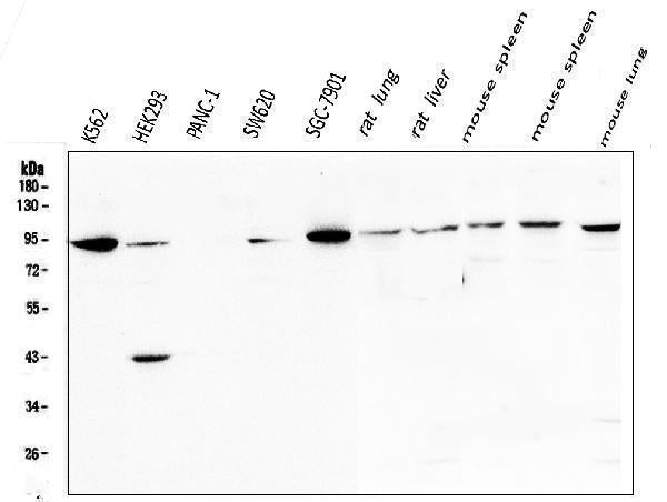 Anti-STAT5b Antibody Picoband® Boster Bio