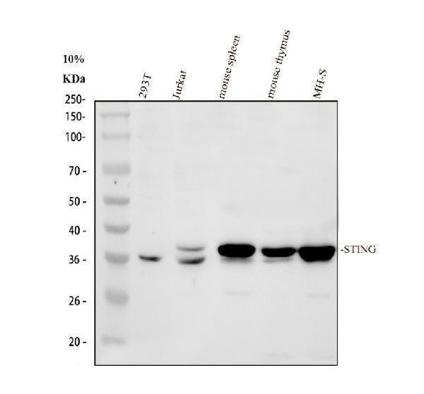 Anti-TMEM173 Antibody Picoband® Boster Bio