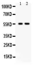 Anti-TRAF2 Antibody Picoband® Boster Bio