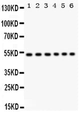 Anti-ULK3 Antibody Picoband® Boster Bio