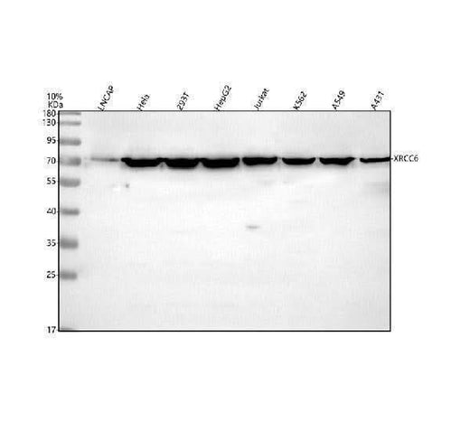 Anti-Ku70/XRCC6 Antibody Picoband® Boster Bio