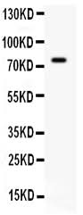 Anti-IL7 Antibody Picoband® Boster Bio