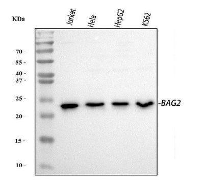 Anti-BAG2 Antibody Picoband® Boster Bio