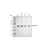 Anti-Bcl10 Antibody Picoband® Boster Bio
