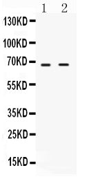 Anti-cIAP2/BIRC3 Antibody Picoband® Boster Bio