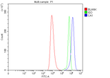 Anti-Carbonic Anhydrase I/CA1 Antibody Picoband® Boster Bio