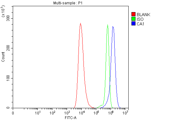 Anti-Carbonic Anhydrase I/CA1 Antibody Picoband® Boster Bio