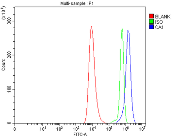 Anti-Carbonic Anhydrase I/CA1 Antibody Picoband® Boster Bio