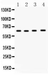 Anti-Cdc6 Antibody Picoband® Boster Bio