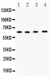 Anti-Cdc6 Antibody Picoband® Boster Bio