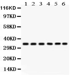 Anti-CDK1 Antibody Picoband® Boster Bio