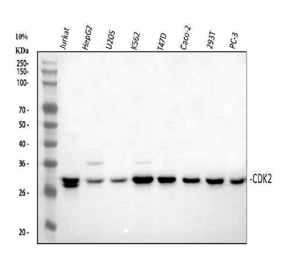 Anti-Cdk2 Antibody Picoband® Boster Bio