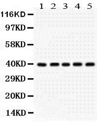 Anti-Cdk7 Antibody Picoband® Boster Bio